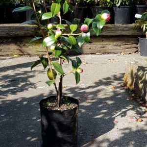 Planter Bags (PBS)/Sprayguards 140X140X280-125 BLACK PB8 - Flexoplas