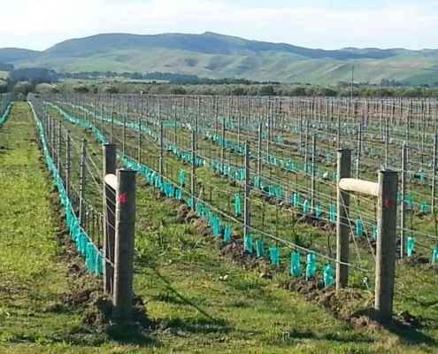 Planter Bags (PBS)/Sprayguards 150X500-150 GREEN SPRAYGUARD.NON.SLIT - Flexoplas